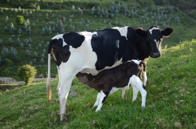 RAB has lifted a three-week quarantine that had been imposed on livestock in Kanama, Nyakiriba and Kanzenze sectors of Rubavu District. Sam Ngendahimana.