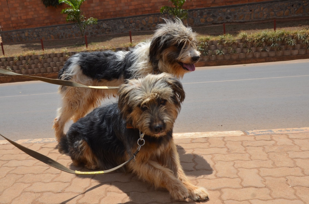 According to RBC, more than 2,000 people are treated for animal bites each year across the country, and at least one person dies annually. File