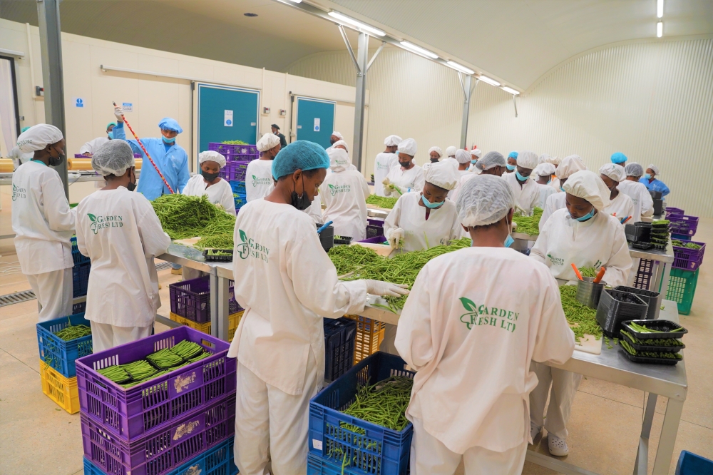 Garden Fresh workers prepare French beans for export in Kigali in September 2022. Garden Fresh Ltd. is a leading Rwandan agricultural company specializing in the production and export of high-quality fresh fruits and vegetables to international markets, primarily in Europe and the Middle East. Photo by Craish Bahizi