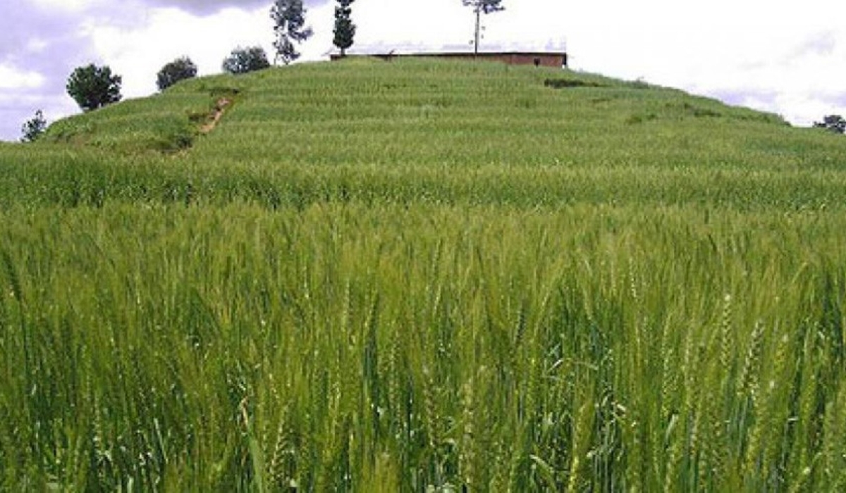 Gitare Mill wheat processing factory is in talks with a potential new investor. Courtesy 
