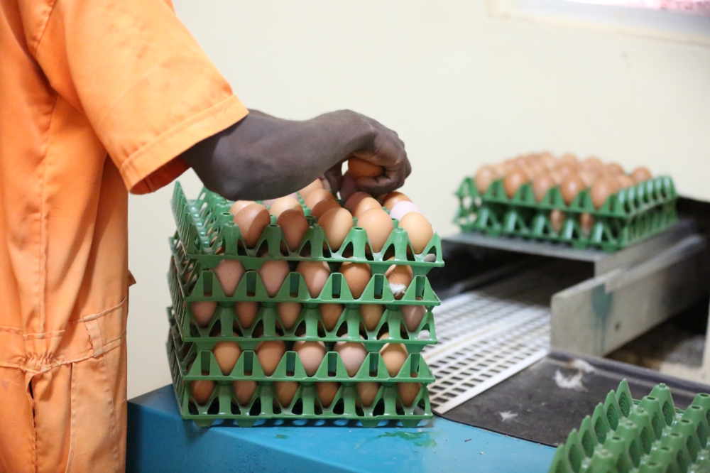 A person collects eggs at a poultry farm in Bugesera. Animal-sourced protein consumption in Rwanda remains critically low, a challenge nutrition experts say must be addressed to help reduce stunting. File