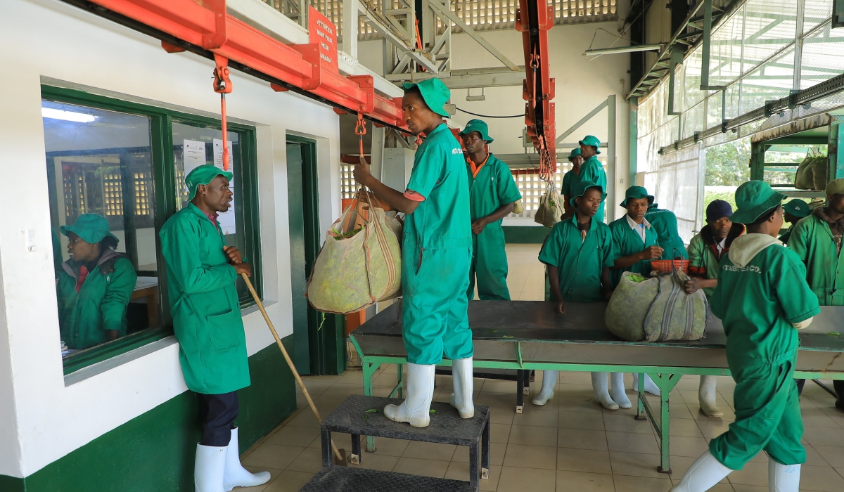 Workers at Kitabi Tea Factory handle tea leaves. One million Rwandans are actively looking for government jobs. Photo by Craish Bahizi