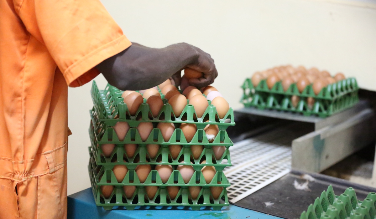 A person collects eggs at a poultry farm in Bugesera. Animal-sourced protein consumption in Rwanda remains critically low, a challenge nutrition experts say must be addressed to help reduce stunting. File