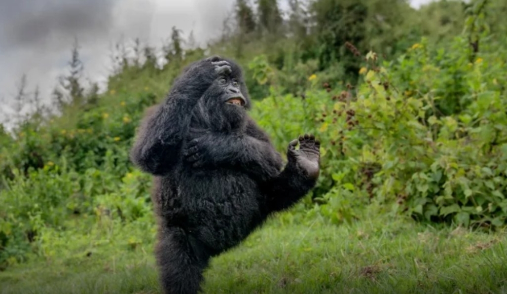 Rwanda's dancing gorilla photo scoops global award