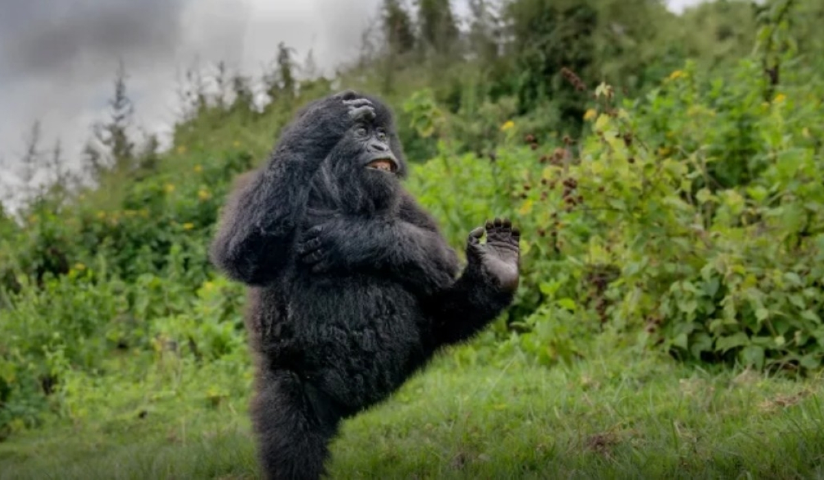 The photo of the young dancing gorilla taken by Mark Meth-Cohn in Virunga.