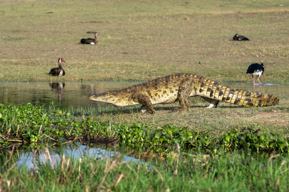 The crocodiles often bask in the sun along the shores.