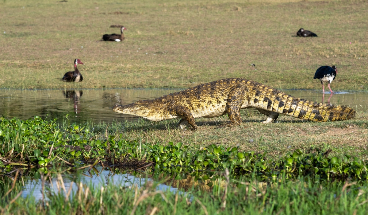The crocodiles often bask in the sun along the shores.
