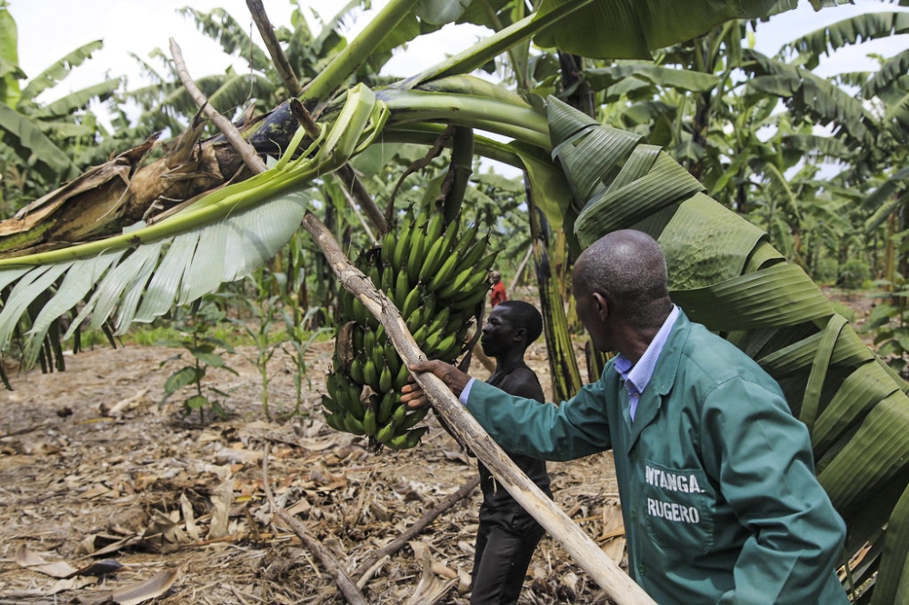 Rwamagana based farmer Evariste Mutibagirana haversts his banana plantation in Karenge Sector. Sam Ngendahimana 