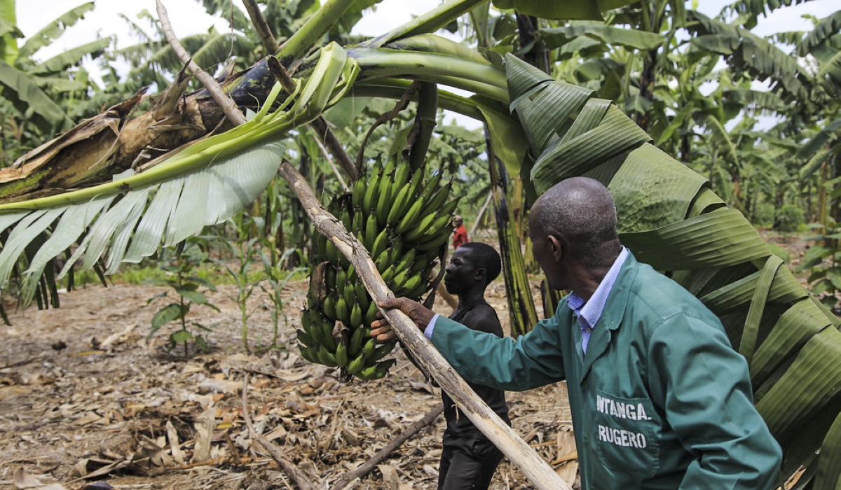 Rwamagana based farmer Evariste Mutibagirana haversts his banana plantation in Karenge Sector. Sam Ngendahimana 