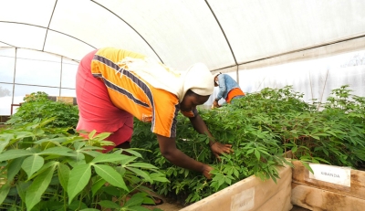 Workers sort newly developed cassava varieties that were multiplied at the Rwanda Agriculture and Animal Resources Development Board's Rubona station in Huye. Courtesy.