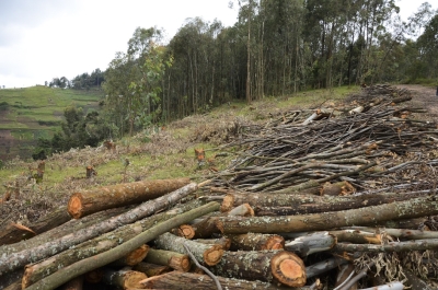 A deforestation exercise in Ruli sector in Gakenke District. Photo by Sam Ngendahimana