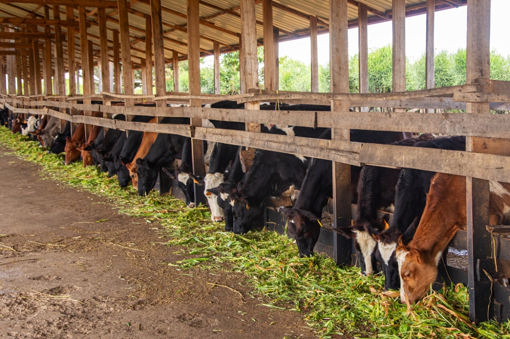 How improved fodder is transforming Rwanda’s milk production