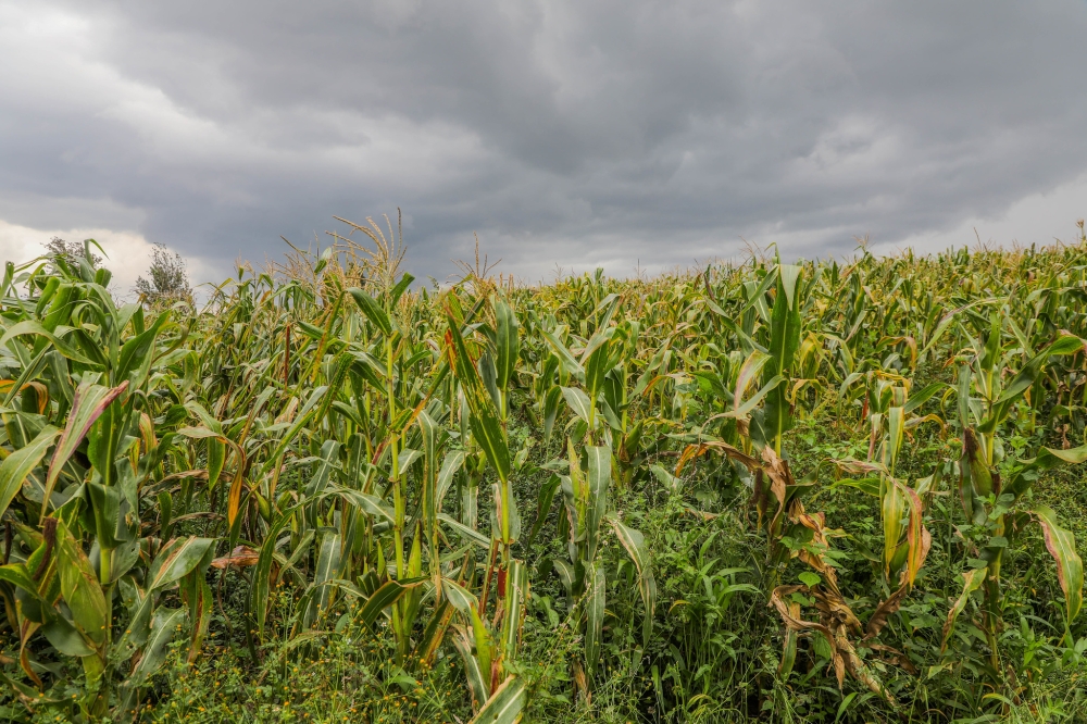 From research plots to rural fields: How one seed entrepreneur is strengthening Rwanda’s food system