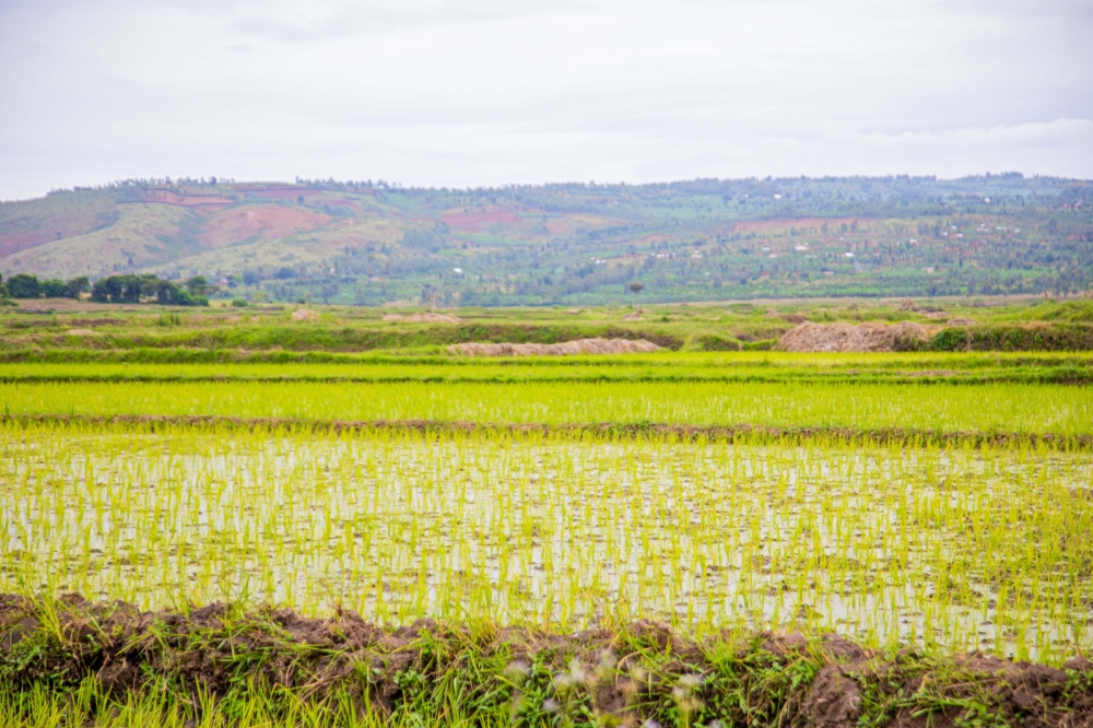 The Gacaca marshland, located in Murundi Sector, spans a 26-kilometre stretch from Ryamanyoni to Karambi cells.