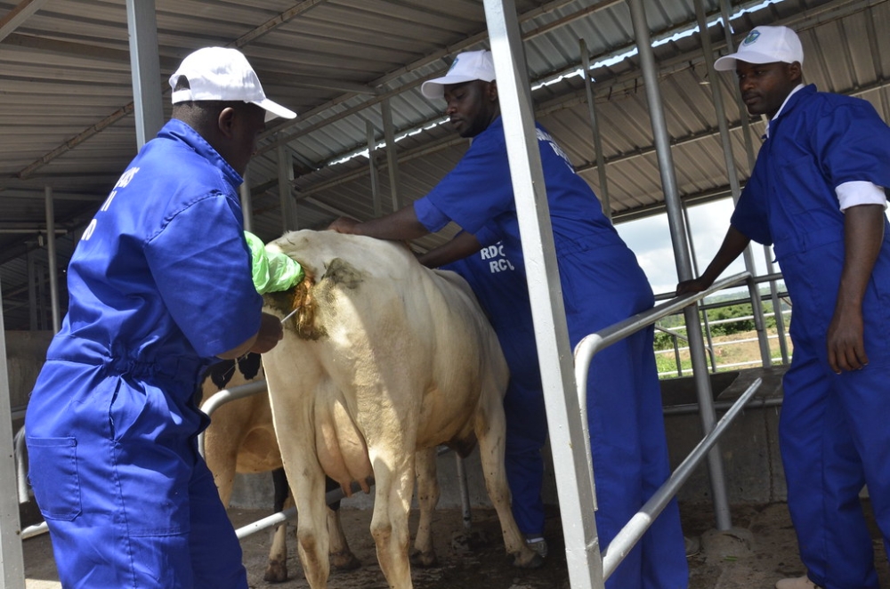 Measures to protect animal health and increase livestock productivity will be strengthened through vaccination and artificial insemination programmes. File