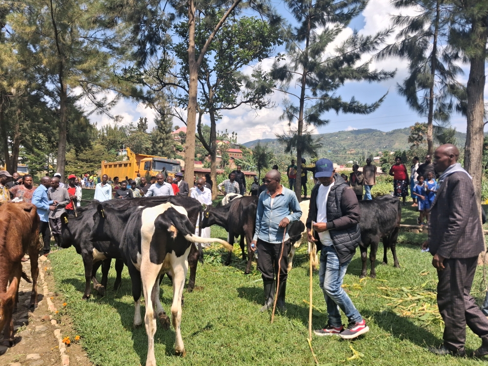 A view of some Genocide survivors and Abarinzi b’Igihango with cows donated by RRA and OAG in Karongi District as part of Kwibuka32 support activities.