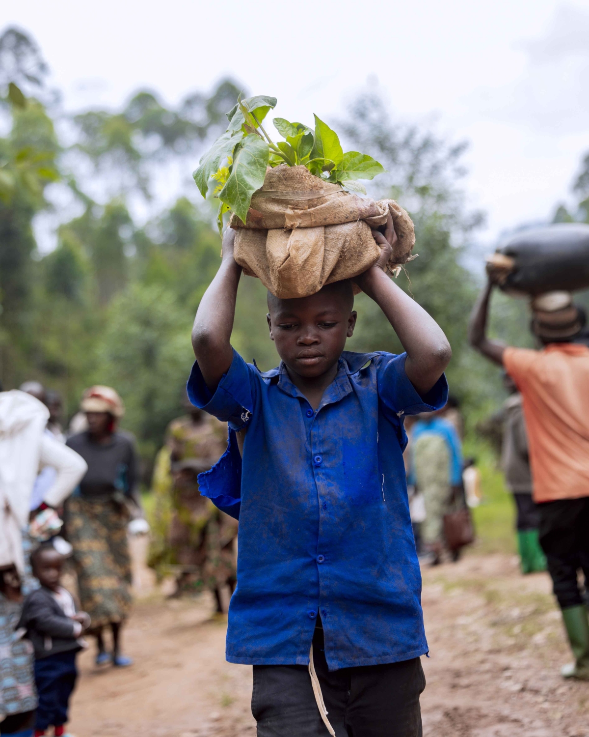 Overall, the seedlings to be distributed under the programme include 13,725 fruit trees intended to improve household nutrition, as well as 10,143 agroforestry trees.