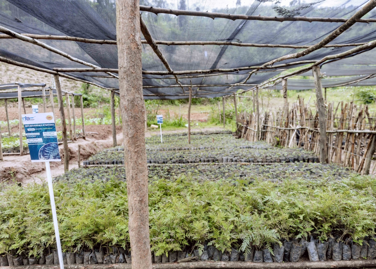 The seedlings to be distributed under the programme include 13,725 fruit trees intended to improve household nutrition, as well as 10,143 agroforestry trees