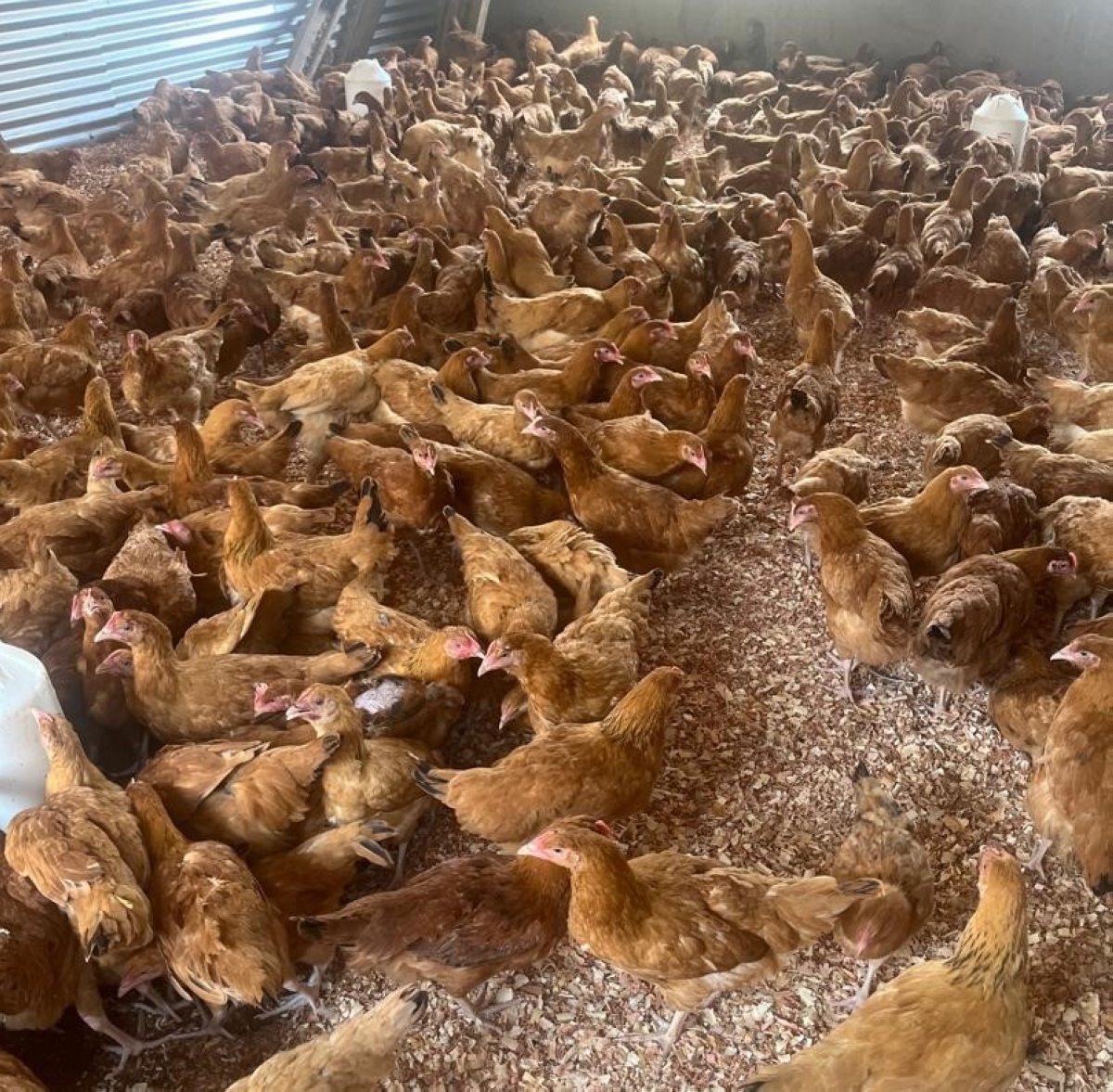 Murekatete manages over 5,000 chickens for meat and egg production.