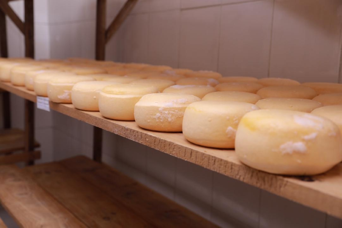 A selection of cheese produced at Fromagerie Muhumyo in Gishwati (1)
