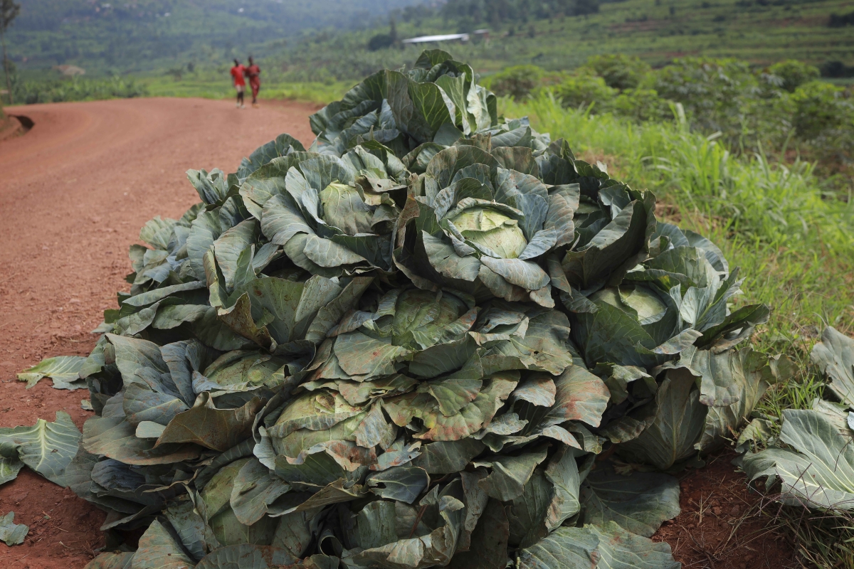 A large pile of freshly harvested cabbage sits directly on bare soil along a rural dirt road, awaiting transportation under full sun exposure. This scene captures a critical breakdown in post-harvest cold chain management. Photo By: Chris De Bode