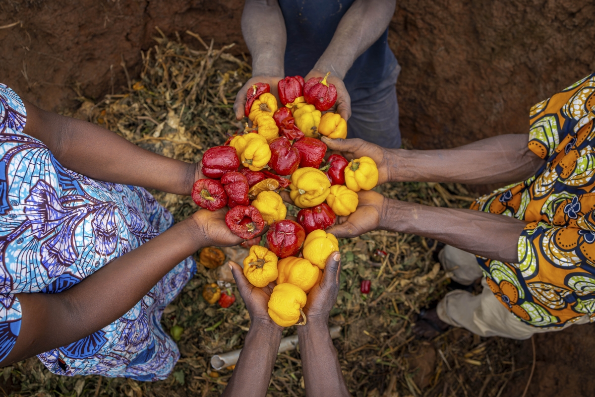 Members of Karembo Cooperative (Ngoma District) display handfuls of red and yellow peppers over a pile of already discarded produce, a powerful image of avoidable post-harvest loss. Despite a visually abundant harvest, the absence of a reliable buyer network and cold chain infrastructure has rendered the entire lot unsellable, forcing farmers to discard what could have been marketable, nutritious food. Photo By: Isimbi Mireille