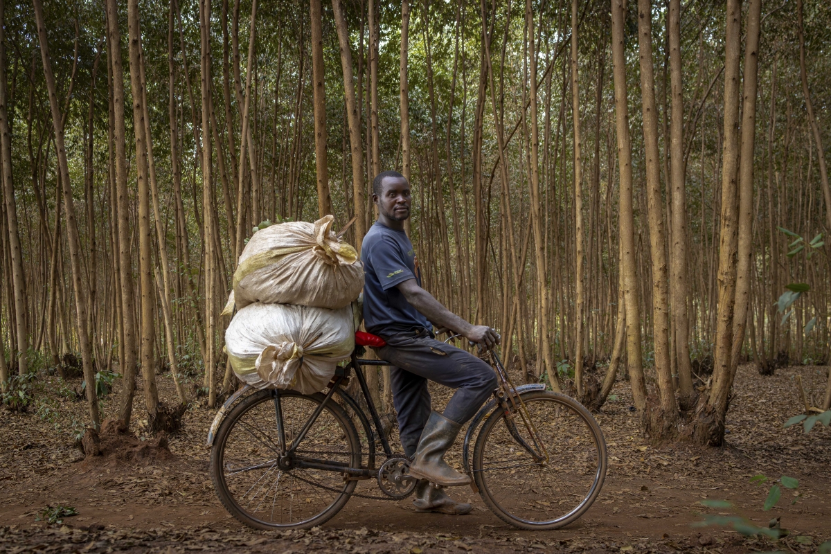 A farmer transports freshly harvested dodo (African leafy vegetables) loaded in tightly packed woven sacks strapped to a bicycle along a rural road. While this image captures the resourcefulness and determination of smallholder farmers in getting produce to market, it also illustrates a critical Good Agricultural Practice (GAP) failure at the first-mile transportation stage. Photo By: Isimbi Mireille