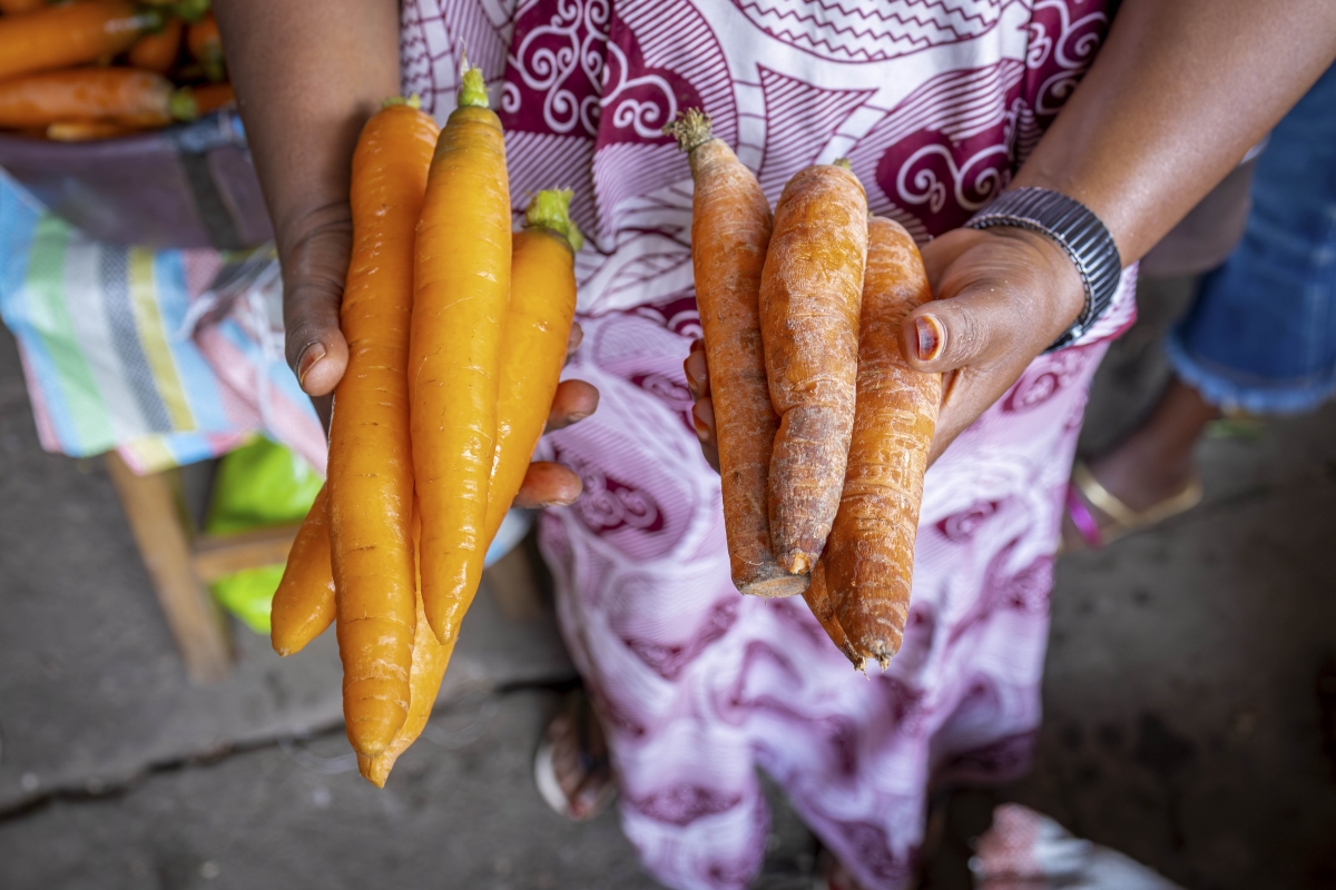 A vendor at Nyanza local market holds two sets of carrots side by side, offering a striking visual contrast that tells the story of post-harvest degradation in the absence of cold chain management. The left hand displays fresh, firm, vibrant orange carrots harvested the same day, turgid, smooth-skinned, and commercially attractive. The right hand holds carrots three days old, showing visible moisture loss, surface shrivelling, discolouration, and loss of structural rigidity, clear indicators of advanced deterioration. Photo By: Isimbi Mireille