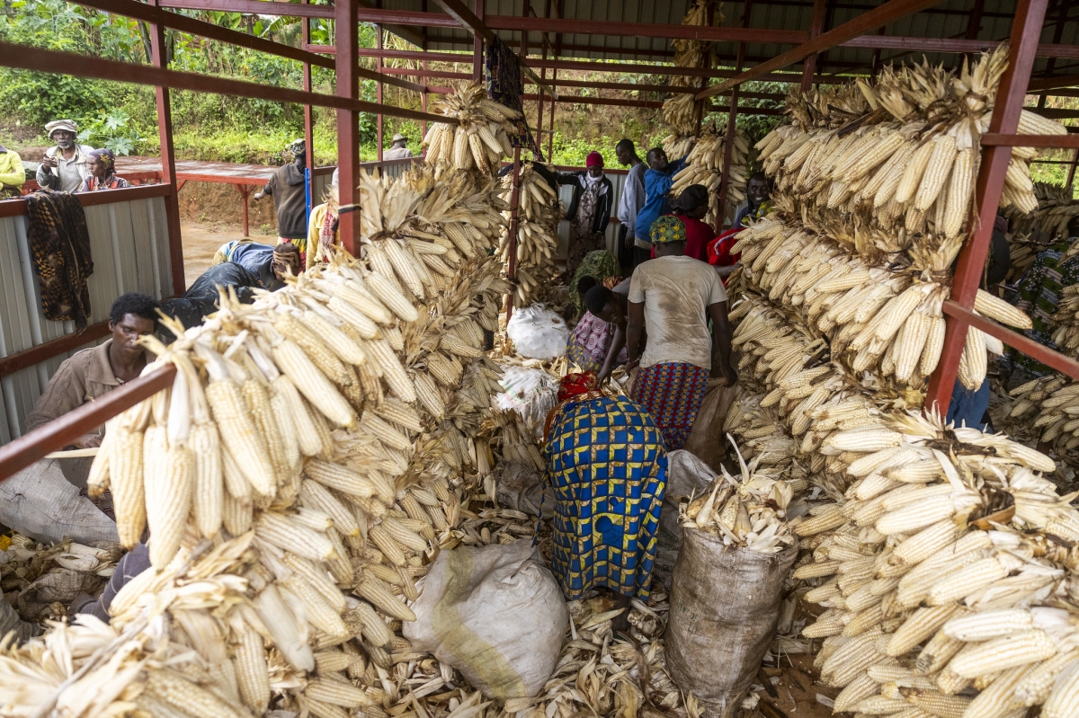 ‎Twunge Ubumwe Ryamanyoni Cooperative qualified for a Rwf14.5 million subsidy to construct a larger drying facility capable of handling all its harvests.