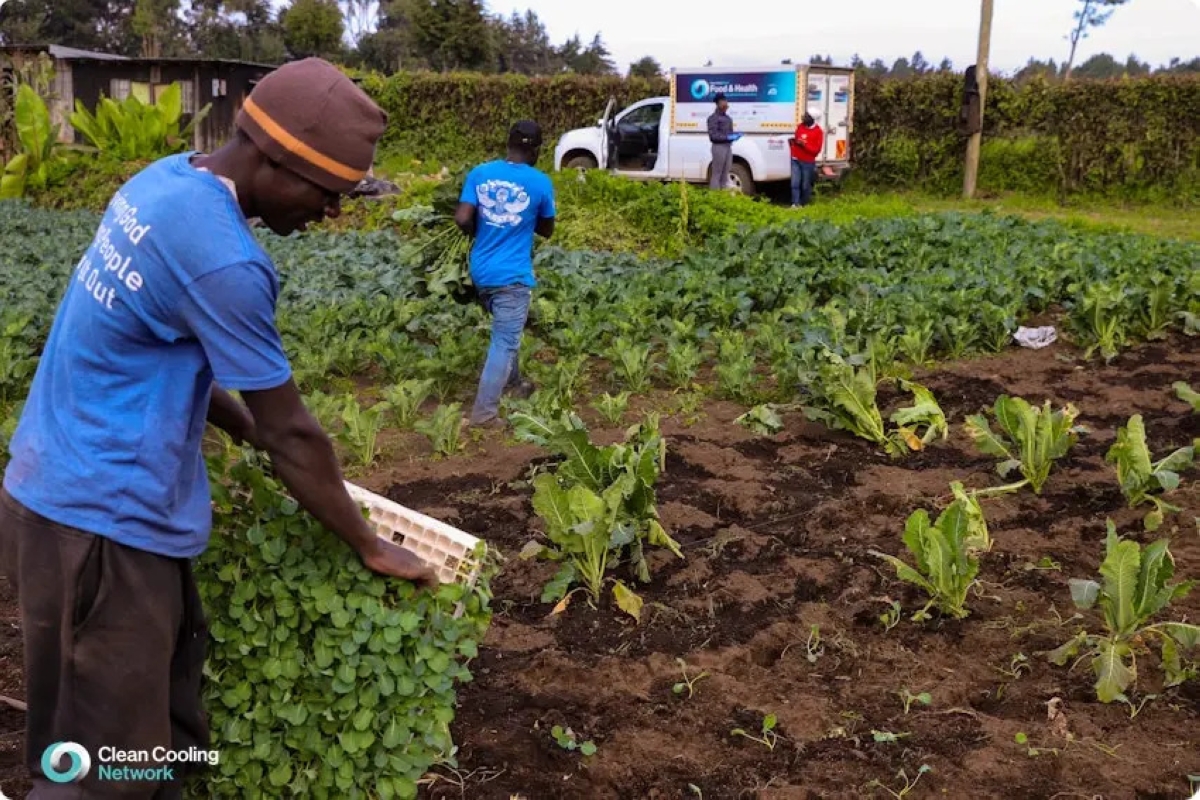 Farmers in Kenya benefiting from the TBYB, using the refrigerated transport during harvest.© Clean Cooling Network by Pierre Depont