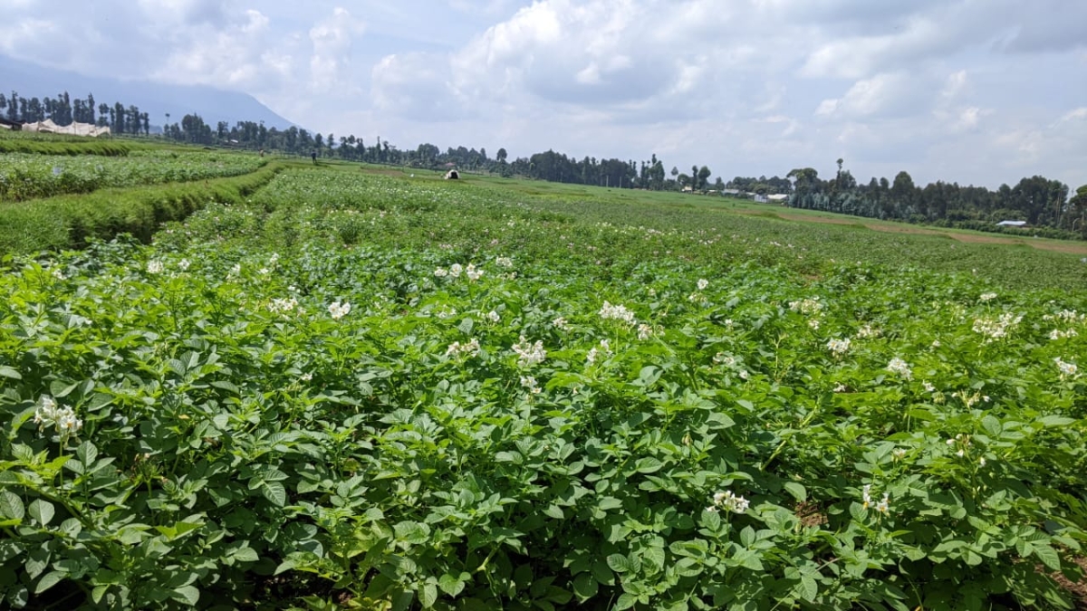 The new varieties called Ndamira and Victoria have been bred to resist late blight disease, offering renewed hope to potato farmers in Musanze and other potato-producing districts.