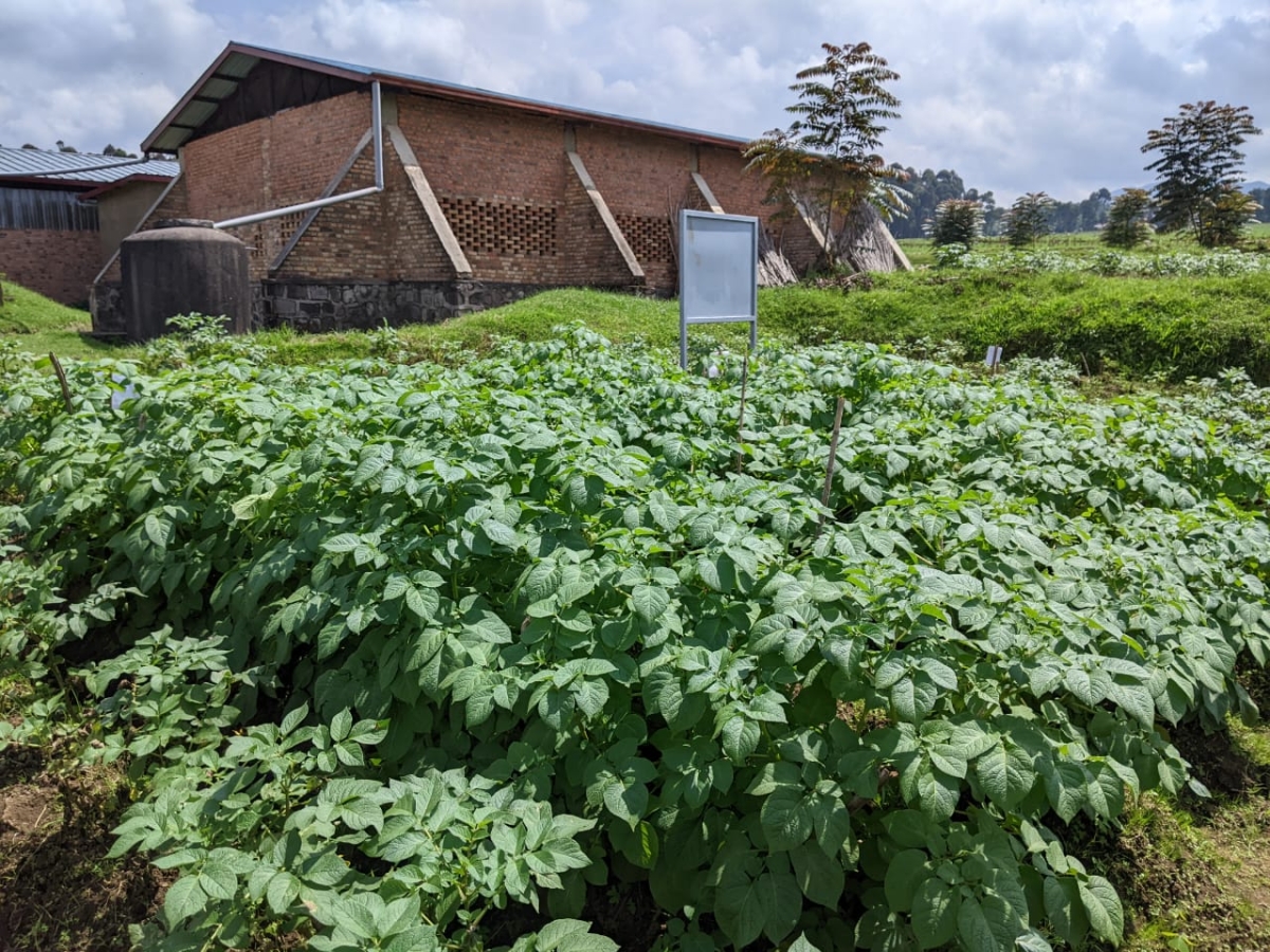 The new varieties called Ndamira and Victoria have been bred to resist late blight disease. Photos by Germain Nsanzimana