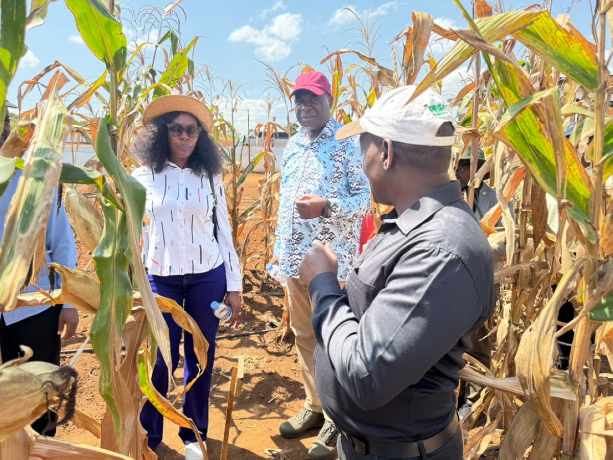 AATF officials visit a biotech maize trial field in Nyagatare on June 19.