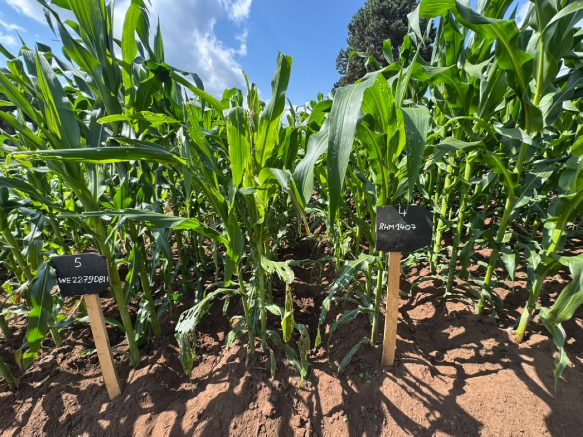 Young biotech maize plants in a field trial in Rubona, Huye District, on June 18, 2026