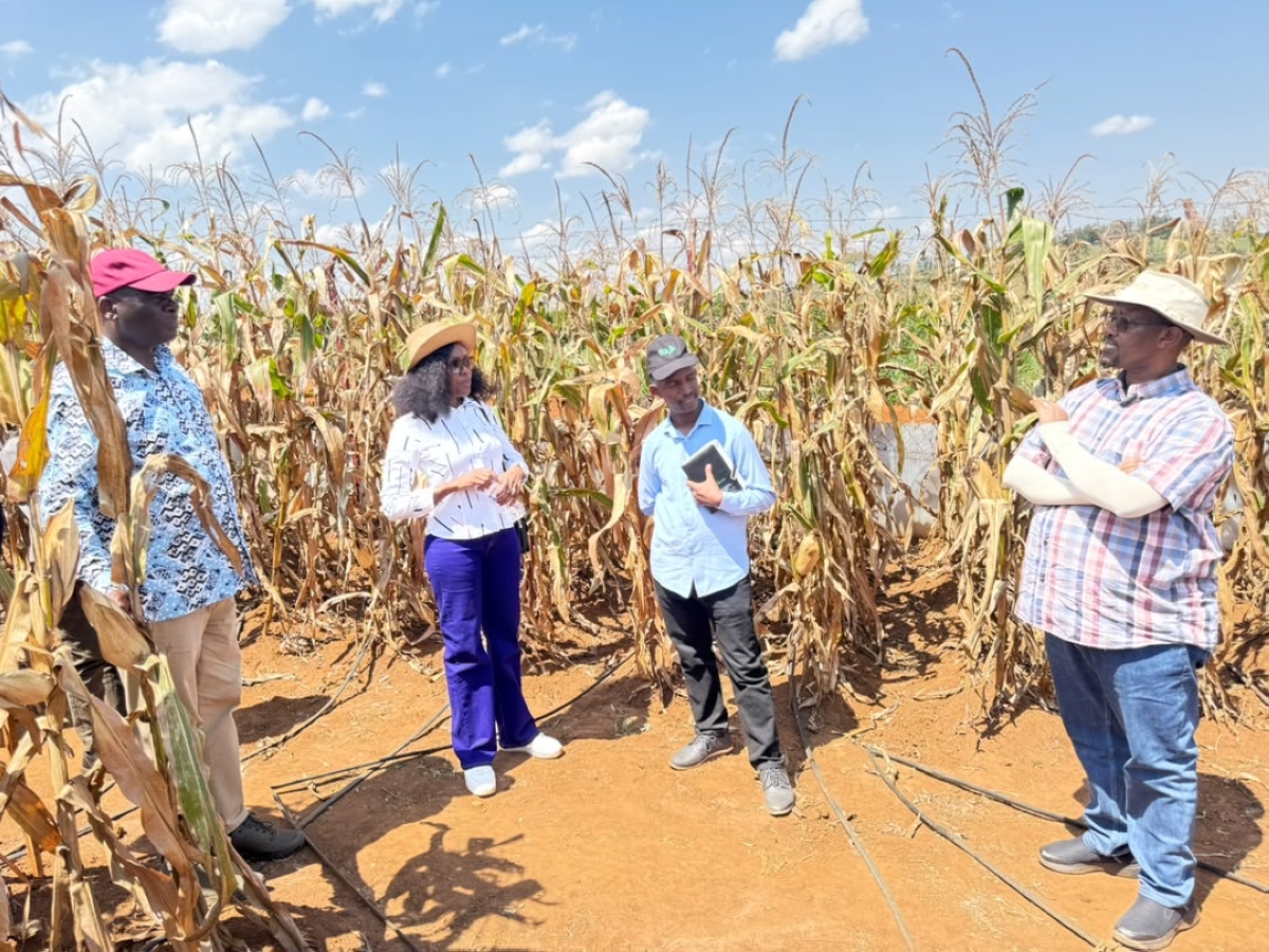 AATF officials visit a biotech maize trial farm ready for harvest in Nyagatare District, Eastern Province, on June 19.