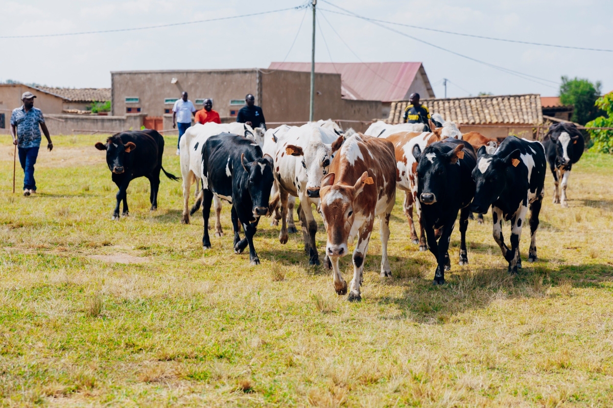 Fifteen cows that were donated to vulnerable families by  Airtel, as part of efforts to link remembrance with long-term recovery in Busasamana Sectr in Nyanza District.