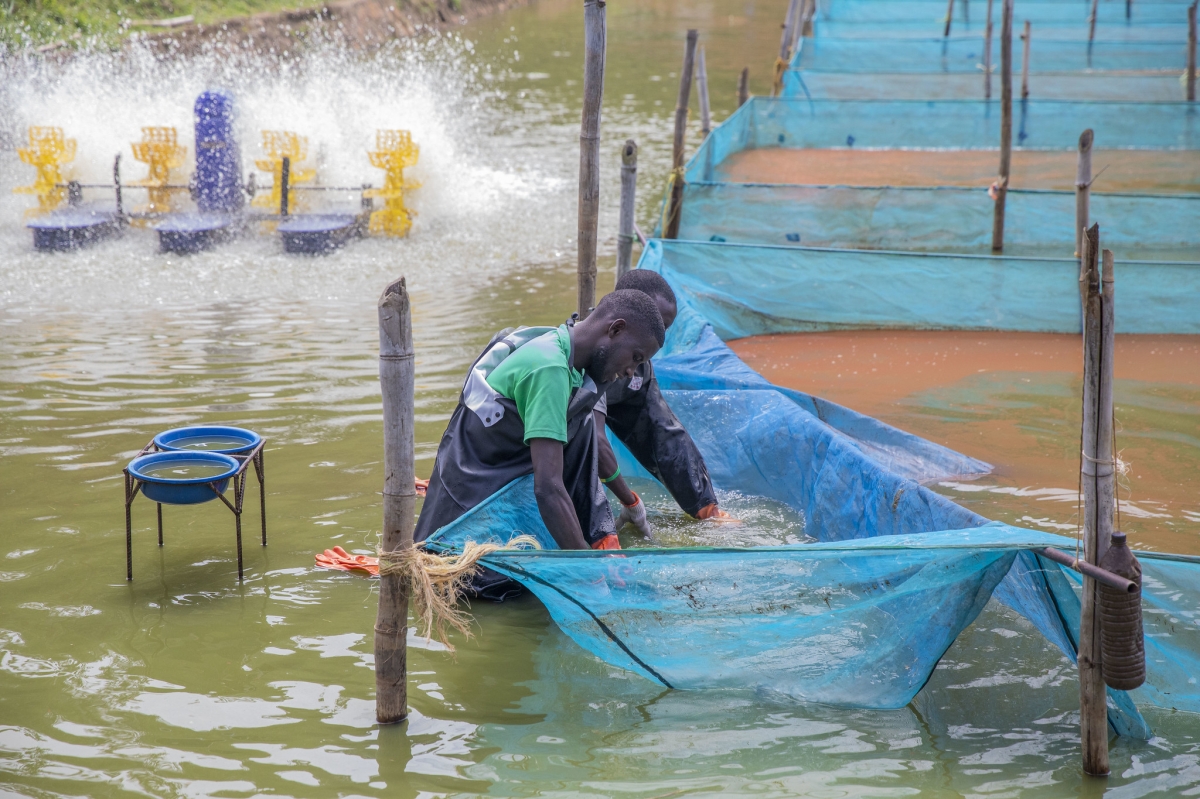 Rwf1bn fish breeding centre nears completion in Rwanda