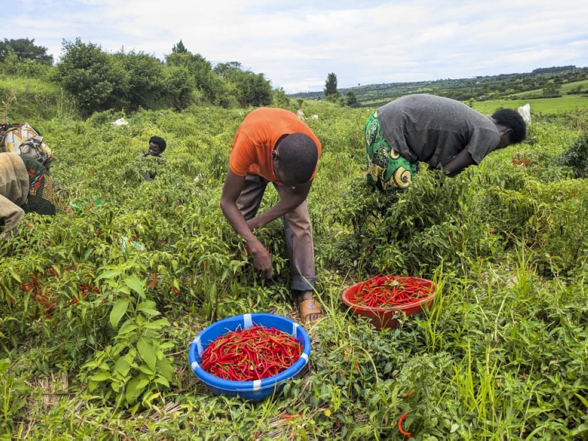 Govt increases fertiliser subsidies amid global price shocks