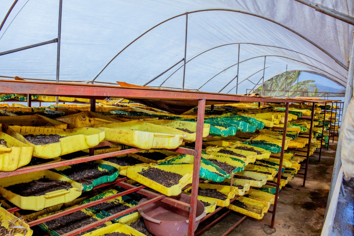 Rows of trays containing black soldier fly larvae inside a greenhouse at the Black Soldier Fly Knowledge and Learning Centre.