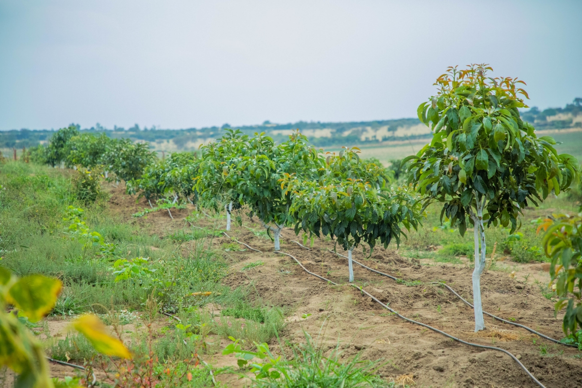 Some avocado trees that depend on irrigation at the Gabiro Agribusiness Hub