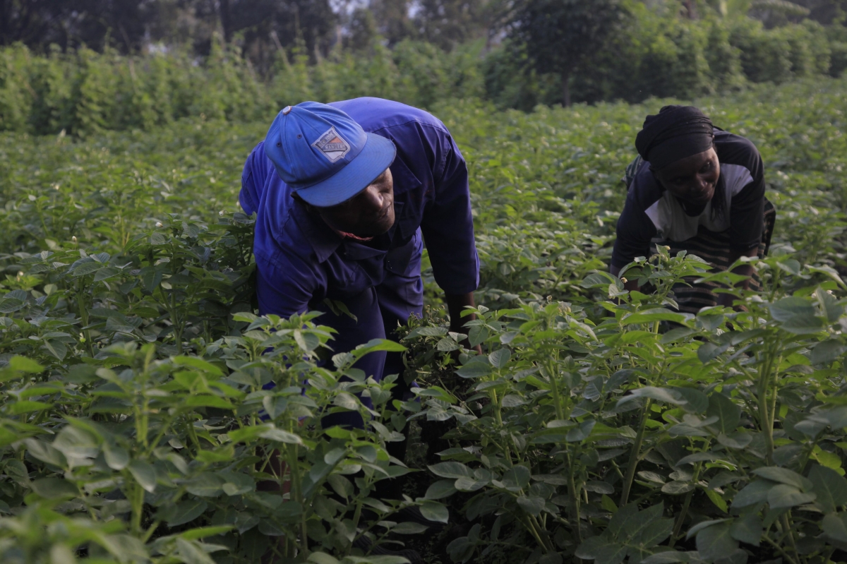 Rwanda allocates over $50 million for fertilizer subsidies in 2026-27