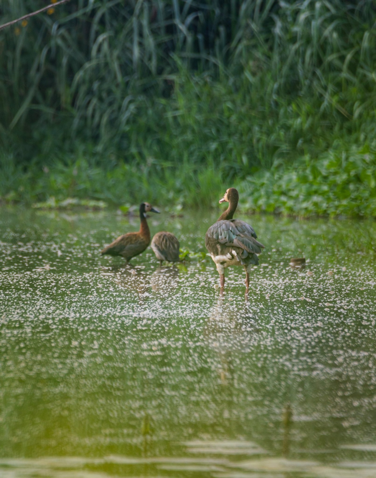 The number of bird species recorded in the park increased from 83 to 251