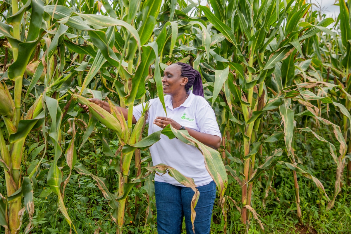 Emma Uwera, a seed entrepreneur and plant breeder, visits her plantation in Rwamagana District on January 22. Photo by Craish Bahizi
