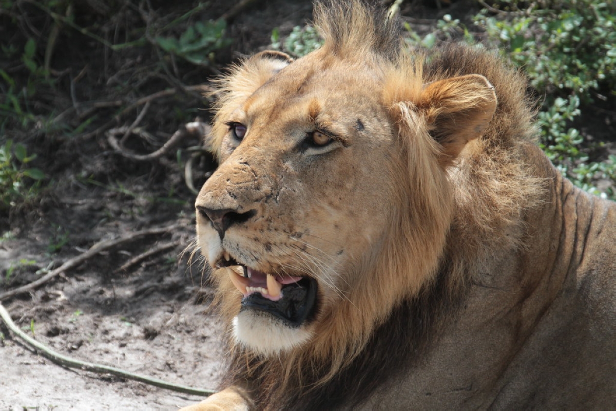 One of lions in Akagera National Park.