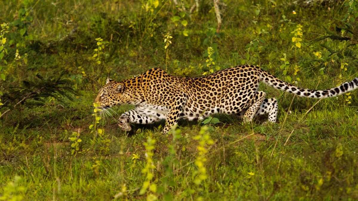 Leopards remain the park's most elusive Big Five species.