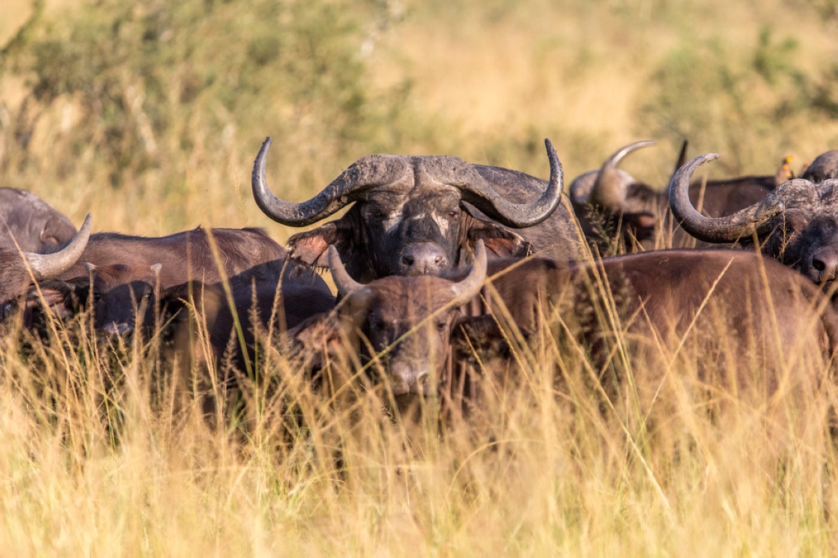The park now has at least 3,300 buffaloes, a sharp increase from fewer than 1,000 animals recorded historically.