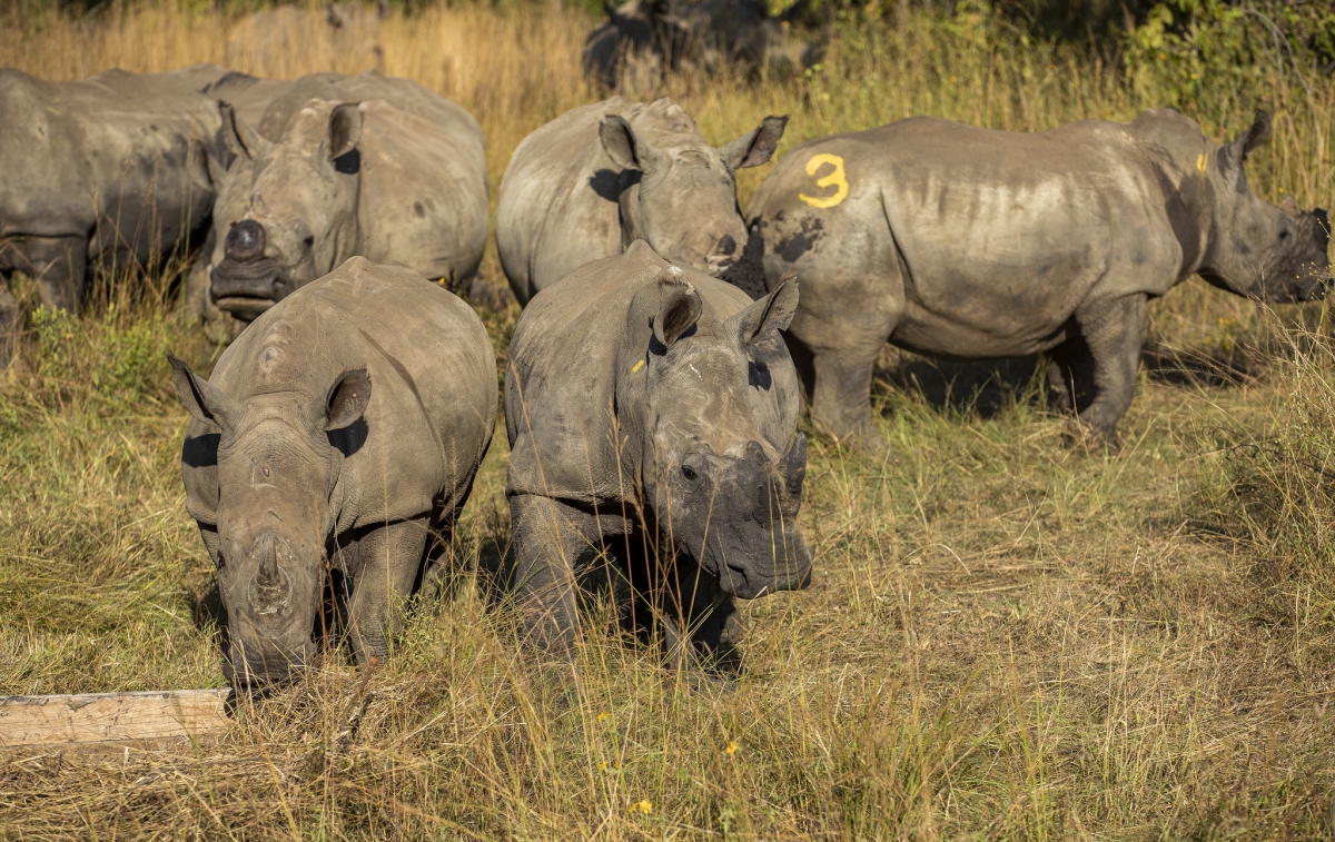 Some eastern black rhinos translocated to Akagera from South Africa