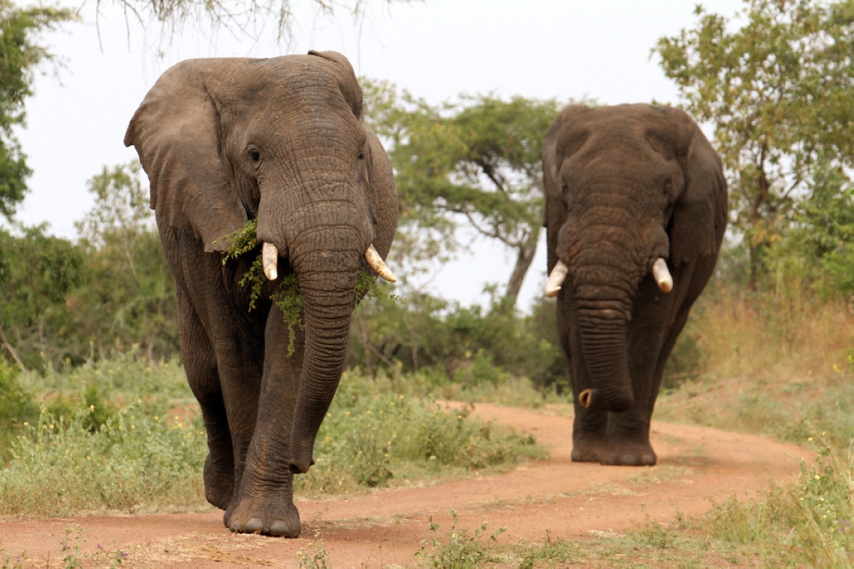 Akagera is now home to at least 150 elephants