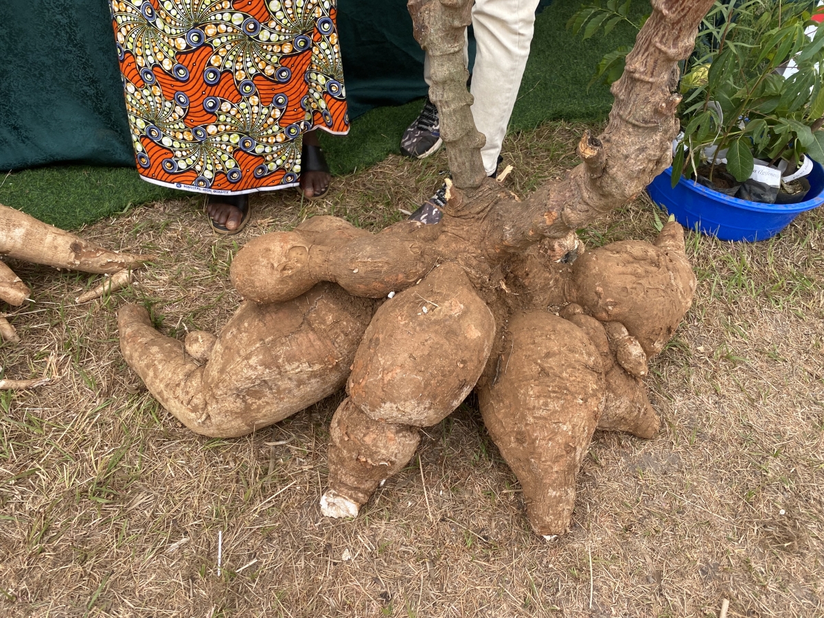Mudatinya’s cassava