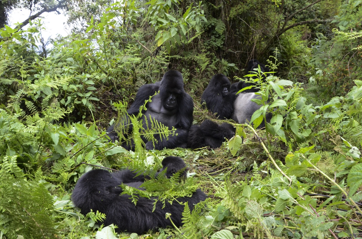 newtimes.co.rw - Protecting national parks takes more than rangers
